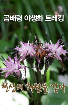 곰배령 야생화 트레킹