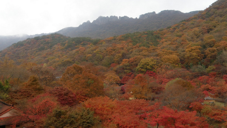 내장산8.png